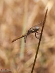 Orthetrum brunneum F - scatto rubato Orthetrum brunneum F - scatto rubato