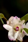 Un'orchidea del mio terrazzo