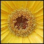 big bang floreale big bang floreale