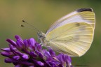 Pieris Rapae Pieris Rapae