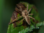 spider 1 spider 1