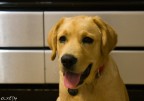 Beto il labrador