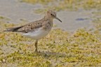 Gambecchio Nano ( Calidris temminckii ) Gambecchio Nano ( Calidris temminckii )