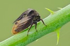 Centrotus cornutus Centrotus cornutus