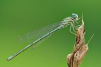 Erythromma lindenii Erythromma lindenii