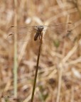 Orthetrum brunneum - Frontale