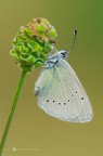 Glaucopsyche alexis Glaucopsyche alexis