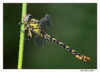 Onychogomphus Forcipatus Onychogomphus Forcipatus