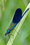 Calopteryx Splendens (maschio) Calopteryx Splendens (maschio)