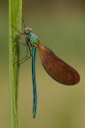 ...Calopteryx Virgo Merdionalis maschio.... ...Calopteryx Virgo Merdionalis maschio....
