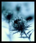 Iced Flower Iced Flower
