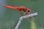 Crocothemis erythraea Crocothemis erythraea