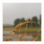 ISO100 f/3,5 1/500sec 55mm ISO100 f/3,5 1/500sec 55mm