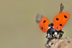 Ali di coccinella Ali di coccinella