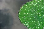 Verde acqua