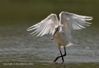 Spatola bianca (Platalea leucorodia)