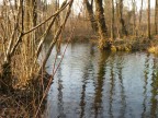 Pochi km. da Vicenza....Tanto...tanto... verde...Un piccolo lago
 ti sorprende quasi all'improvviso... nel boschetto....Zampilli di
 acqua sorgono dalla superficie del laghetto.... Bimbi strabevono
 ad una fontanella...incuranti delle esortazioni delle madri di   
 smettere...  Cani che corrono nell'acqua per trovare il sasso gettato dal padrone e....riportarlo...    Un ciao grosso grosso
 tutti coloro che leggeranno... Carlino