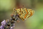 Melitaea dydima, anche quest'anno si  meritata uno scatto!
Nikon D7000 - Sigma 180 macro - f 16 - 1 sec - iso 200 - treppiedi -
plamp - slitta micrometrica Novoflex - soll. specchio - scatto remoto - WB sole - 0 EV -

versione HR
http://img232.imageshack.us/img232/3695/melitaeadidymad7m437511.png

suggerimenti e critiche sempre ben accetti!