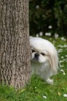 Cuc!! Il mio Pechinese che si affaccia da dietro un albero in giardino, una macchia bianca in mezzo a un mare verde punteggiato di bianche margherite, era una scena troppo bella da non fermarla