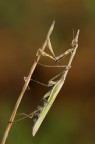 Empusa Empusa
