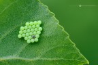 Uova di Eterottero Uova di Eterottero