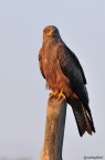 Nibbio bruno a guardia del palo Nibbio bruno a guardia del palo