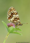 melitea athalia.