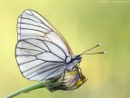 Aporia crataegi femmina Aporia crataegi femmina