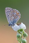 Polyommatus icarus Polyommatus icarus