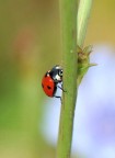 Coccinella Coccinella