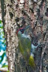 Picchio verde maschio 2 Picchio verde maschio 2