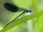 calopteryx splendens calopteryx splendens