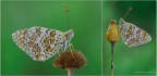 Melitaea phoebe Melitaea phoebe
