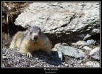 Marmotta Marmotta