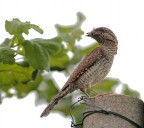 Torcicollo 1 Torcicollo 1