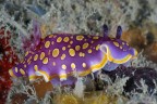 Un clown di nudibranco Un clown di nudibranco
