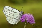Aporia crataegi Aporia crataegi