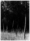 Natura 4