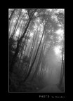 Nella nebbia Nella nebbia