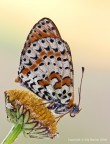 Melitaea didyma Melitaea didyma