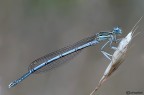 Platycnemis pennipes Platycnemis pennipes