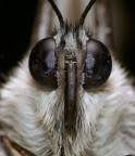 Mi piace guardare negli occhi gli insetti...io ne ho solo 2 e loro tanti :):)