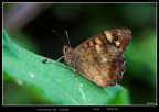 farfallina