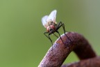 La mosca La mosca