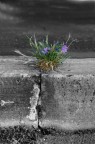 La forza della natura
