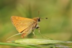 Ochlodes in sospensione Ochlodes in sospensione