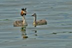 SVASSO MAGGIORE  con pullo  ( Podiceps cristatus  )