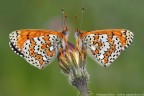 Melitaea cinxia Melitaea cinxia