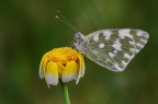 Pontia edusa