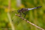 Orthetrum cancellatum (maschio) Orthetrum cancellatum (maschio)